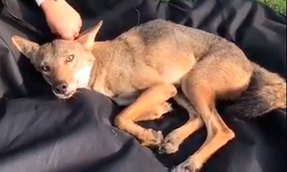 Chica confunde a coyote con perro en Tamaulipas
