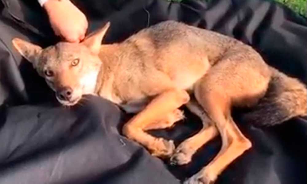 Coyote que fue confundido con perro en Tamaulipas falleció