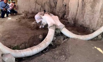 Hallan en Tultepec la primera trampa de mamut en el mundo