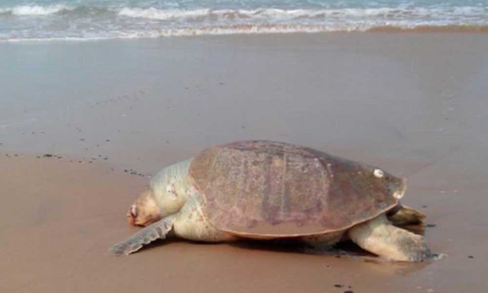 Encuentran 12 tortugas muertas en playa de Tamaulipas