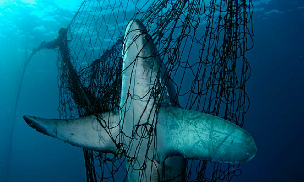 Venden tiburones en peligro de extinción como bacalao en CDMX