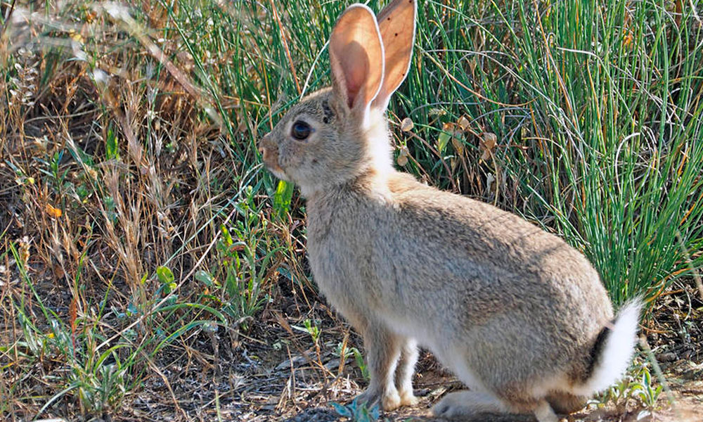 ¡Oficial! Declaran al conejo como animal en peligro de extinción