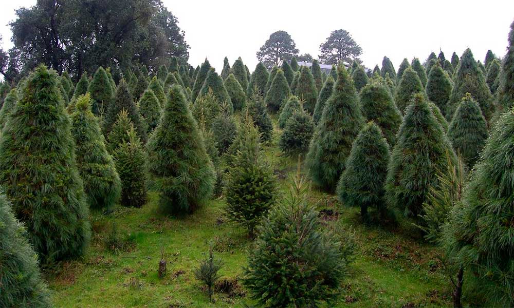 Aumentan plagas en pinos navideños