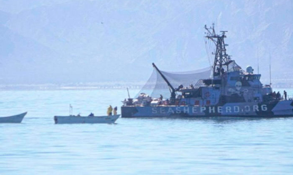 Ecologistas de la vaquita marina acusan ataque a su barco