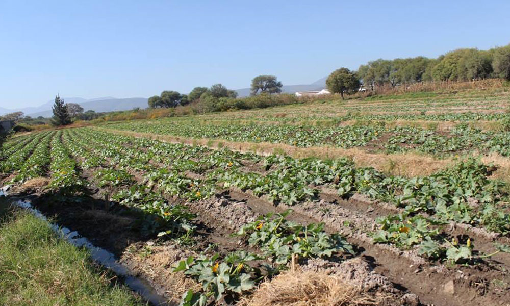 Cierre de frontera afecta a productores del campo por Covid-19