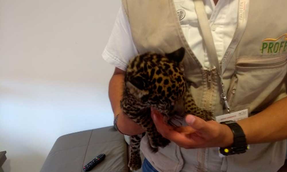 Profepa asegura a cachorro de jaguar en cautiverio