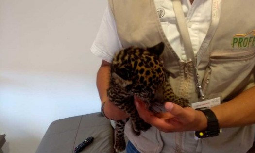 Profepa asegura a cachorro de jaguar en cautiverio