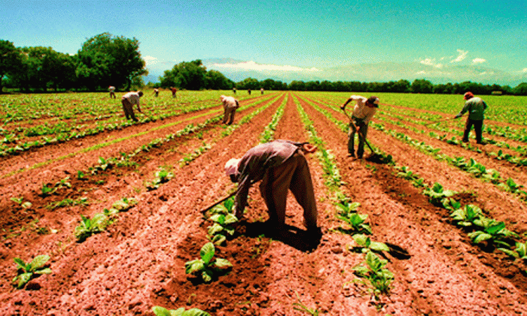 19 trabajadores mexicanos agrícolas con COVID-19 en Canadá