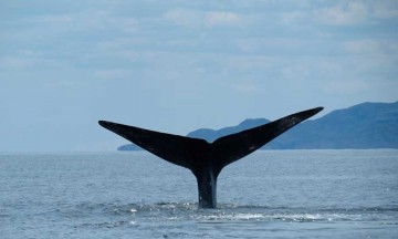 Reportan avistamiento de ballena azul en Baja California Sur