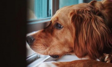 Lanzan iniciativa para cuidar mascotas de médicos durante la contingencia