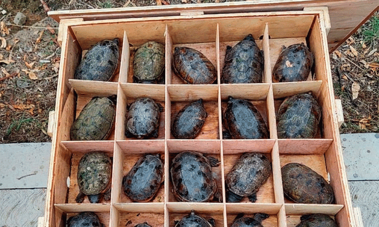 México decomisa más de 15 mil tortugas que serían enviadas a China ilegalmente
