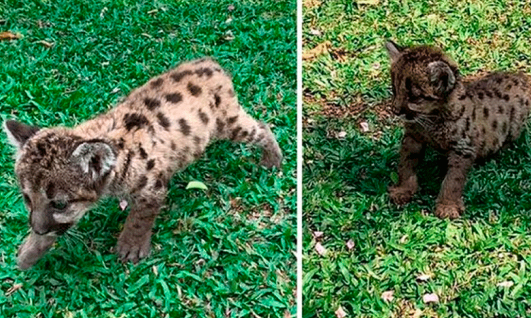 Dos pumas nacen en zoológico de Veracruz; los nombran Pandemia y Cuarentena