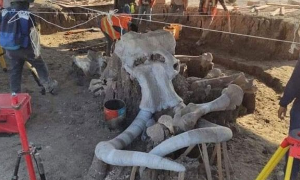 Base aérea de Santa Lucía albergaba restos de 70 mamuts