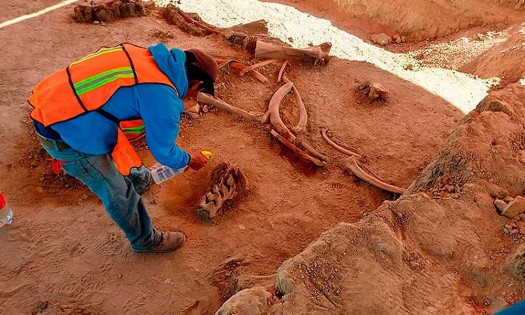 Hallazgo de 60 mamuts en Santa Lucia da pistas de su extinción