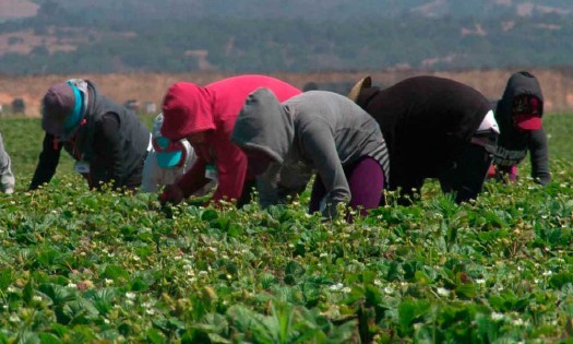 Reanudan programa para trabajos temporales en Canadá