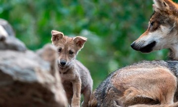 Nacen ocho cachorros de lobo gris mexicano en Saltillo