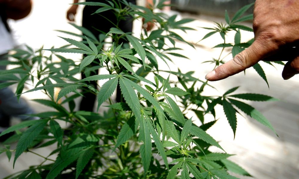Empresarios piden al gobierno federal aprovechar el cannabis con el T-MEC