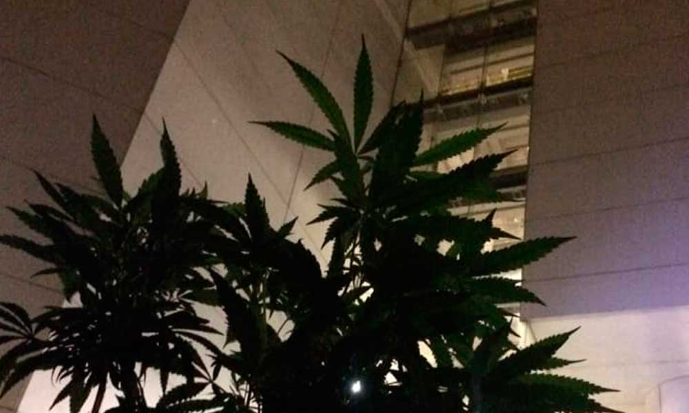 Crece plantación de marihuana a fuera del Senado