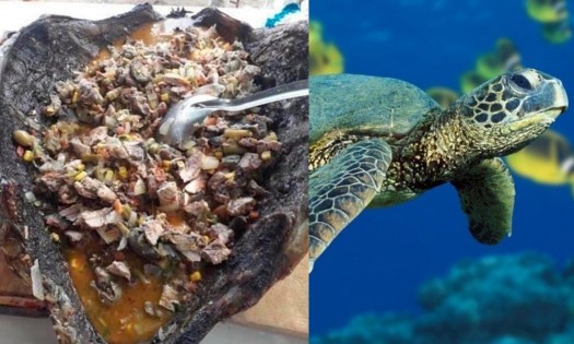 ¿Es en serio? #LadyCaguama se come tortuga en peligro de extinción