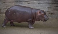 Hipopótamo del Nilo nace en el Parque Ecológico de Zacango… pero no le dan muchas esperanzas