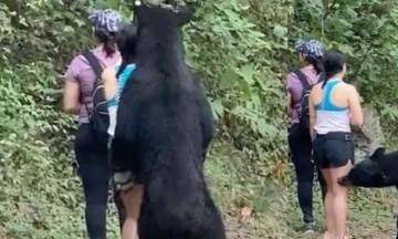 Firman petición para que no meter a un zoo al oso de Chipinque 