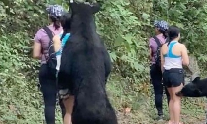 Firman petición para que no meter a un zoológico al oso de Chipinque 