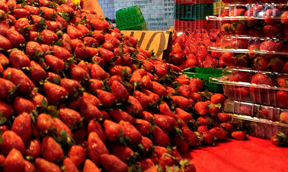 Los frutos rojos no dejarán de crecer pese a la pandemia en México