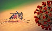 ¡Wey ya! Dengue, zika y chikunguña amenazan con complicar la pandemia del Covid