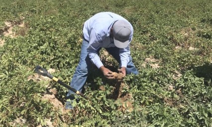 WhatsApp: Esperanza tecnológica para que los campesinos no paren durante la pandemia