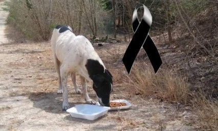Denuncian en redes a sujeto que mató a un perro por orinar en su motocicleta 