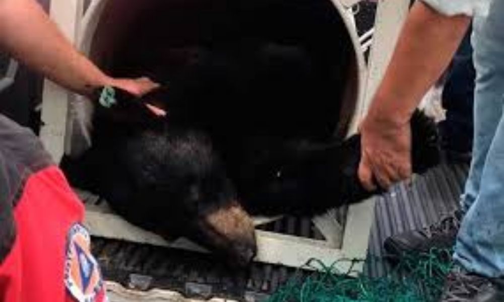 Castran y liberarán a oso negro de Chipinque en Sierra del Nido, en Chihuahua