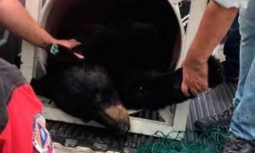 Castran y liberarán a oso negro de Chipinque en Sierra del Nido, en Chihuahua