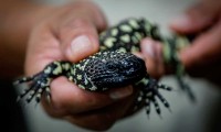 Nacen primeros lagartos de chaquira en zoo de Guadalajara