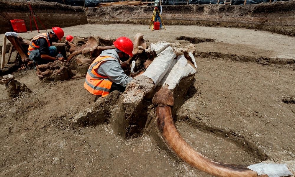 El importante hallazgo de mamuts en las obras de futuro aeropuerto de de Santa Lucía