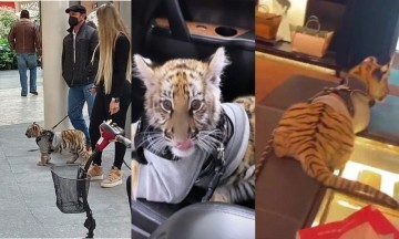 Captan a mujer paseando a cachorro de tigre en Centro Comercial de Polanco 