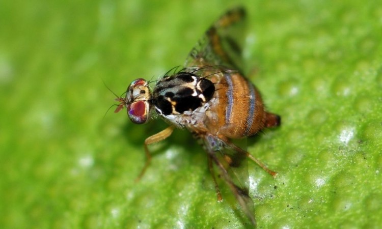 ¿Un mal de hace 30 años? Agricultura activa dispositivo en Chiapas para erradicar a mosca del Mediterráneo