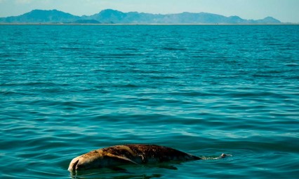 Reanuda Sea Shepherd trabajos para salvar la Vaquita Marina