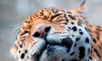 Atropellan a jaguar en Campeche; no sobrevive