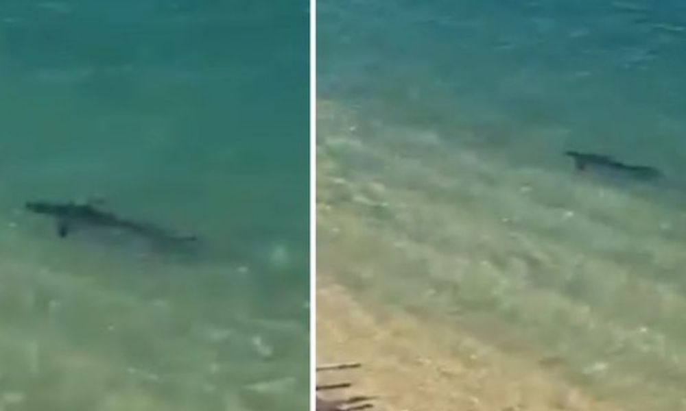 Dum, dum, dum, dum… Tiburón se paseó por la orilla de una playa  de Acapulco