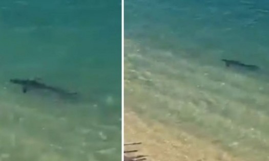 Dum, dum, dum, dum… Tiburón se paseó por la orilla de una playa  de Acapulco