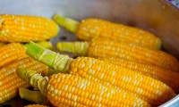 Exigen a López Obrador prohibir el maíz transgénico