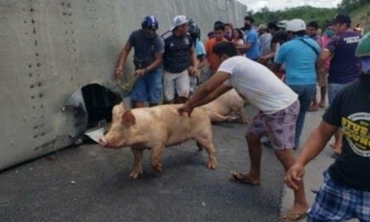 Habitantes de Campeche saquean tráiler volcado