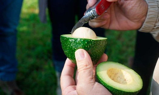 Aguacateros fortalecen las medidas sanitarias en sus envíos a Japón