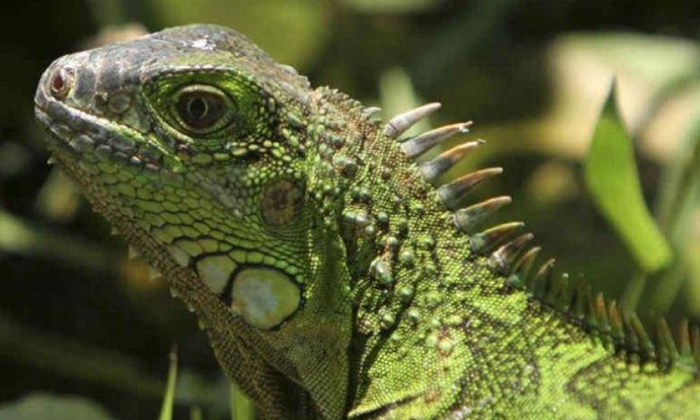 Roban iguanas en Foro Ecológico de Juchitán; especies en peligro de extinción 