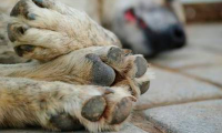 Matan a 17 perros con comida envenenada en Jalisco 