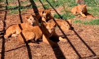 Nacen cinco leones africanos en él zoológico de Tlaxcala