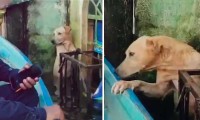 ¡Bravo! Marina rescata a un perrito de inundaciones de Tabasco