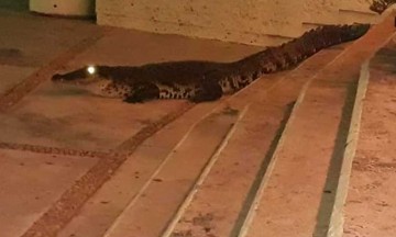 Cocodrilos invaden calles de Tabasco por desbordamiento de ríos