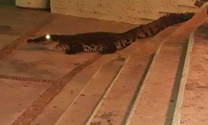 Cocodrilos invaden calles de Tabasco por desbordamiento de ríos