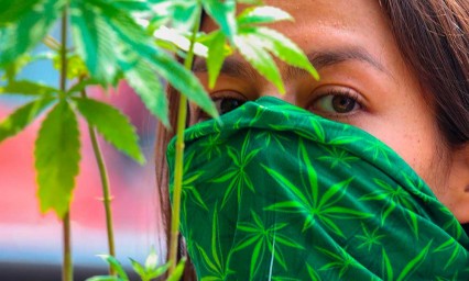 Senado discutirá marihuana legal entre protestas de consumidores